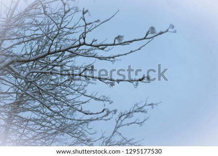 tree branches under snow