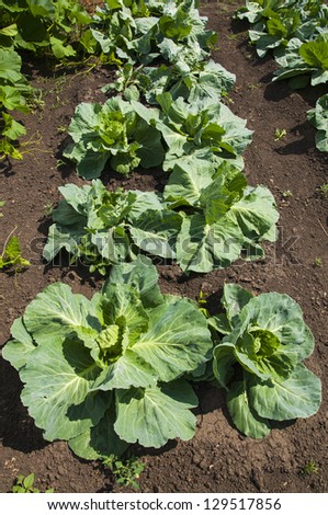 Growing cabbage in the garden at maturity