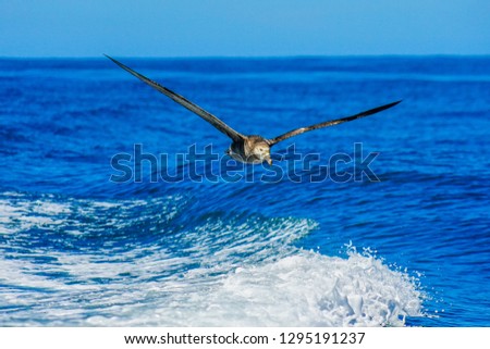 Northern Giant Petrel flying over a beautiful white running wave of ocean water swelling in sunlight at Kaikuora, South Island, New Zealand