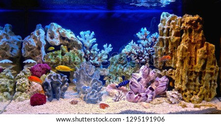 Freshwater aquarium decorated in pseudo-sea style