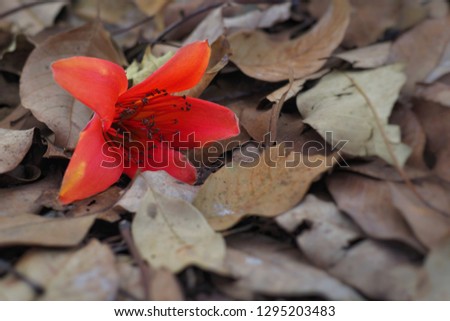 Red flower on ground.