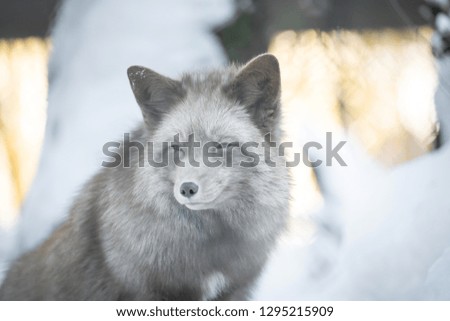 A beautiful pastel fox in the snow