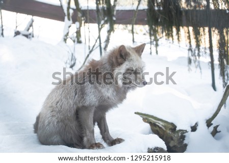 A beautiful pastel fox in the snow