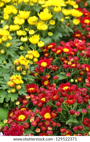 Daisy flowers - red and yellow flowers