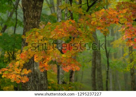 Scenery of the autumn maple leaves and soft tone background of woods, beautiful leaf color tone