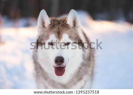 Close-up portrait of beautiful, free and prideful siberian Husky dog sitting on the snow in winter forest at sunset.
