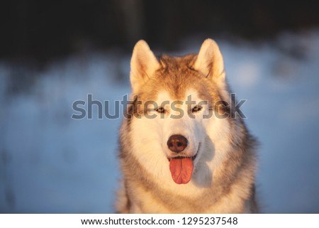 Close-up portrait of beautiful, free and prideful Husky dog sitting in winter forest at sunset.
