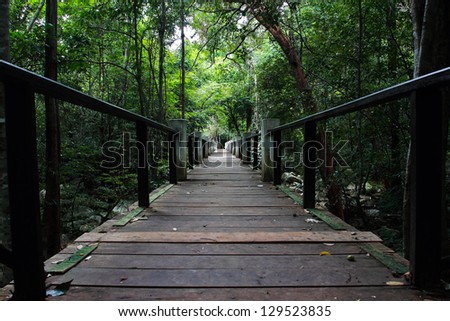 Photo of trails through the forest in the forest Thailand