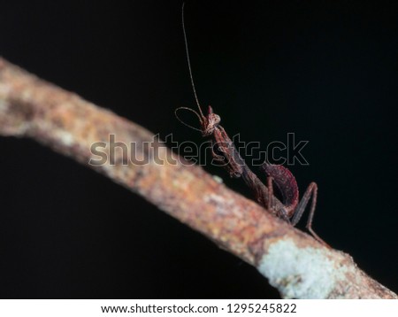 nymph of praying ghost mantis