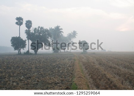 Beautiful Landscape view of Harvested Paddy Fields at foggy morning with Trees Silhouette during Sunrise  