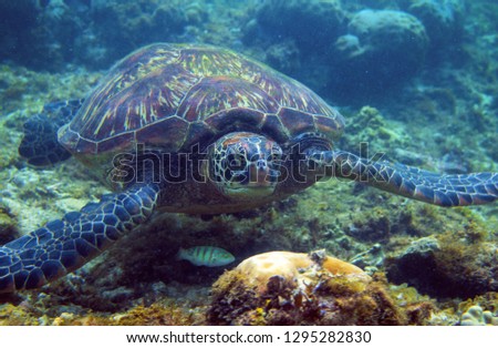 Sea turtle look in camera. Green turtle underwater closeup. Oceanic animal in wild nature. Marine turtle portrait photo. Snorkeling or diving banner template. Tropical seashore with sea tortoise