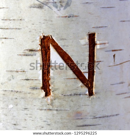 Letter N carved into the birch tree.