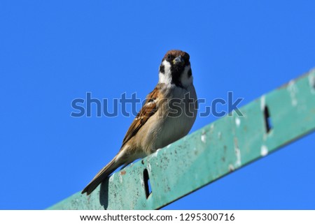 Sparrow on the Fence.
