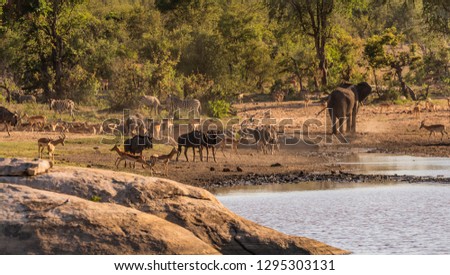 Safari animals at the watering hole