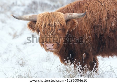 Portrait of a Highland Cow in the snow in National Park The Veluwe.