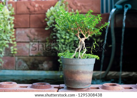 tree plant background