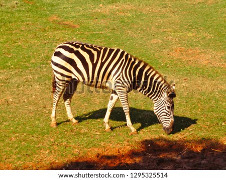 Zebra eating grass.