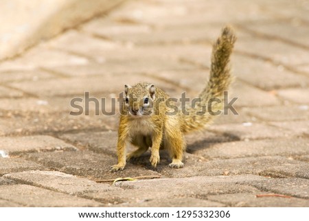 Smith's Bush Squirrel (Paraxerus cepapi) in the Kruger National Park in South Africa. Standing on a road through a safari camp.