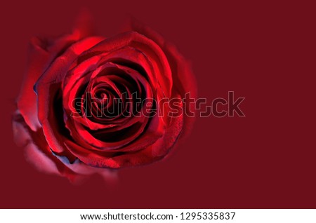 Art photo rose petals isolated on the red background. Closeup. For design, texture, background. Nature.

