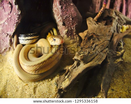 Brown snakes curl up on the sand.