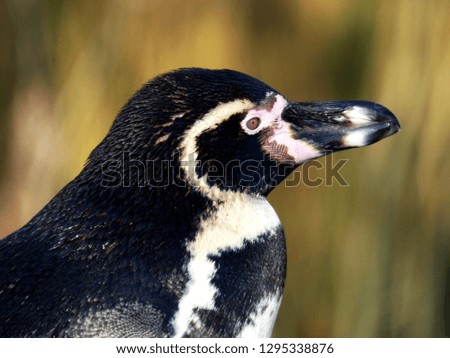 Beautiful penguin portait