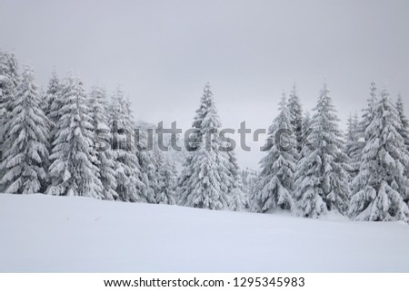 Spruce Tree Forest Covered by Snow in Winter
