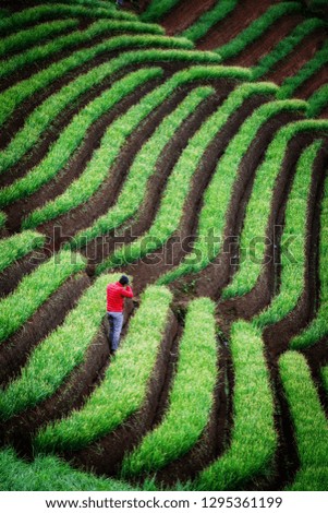 A landscape photographer is taking picture in the middle of onion farm