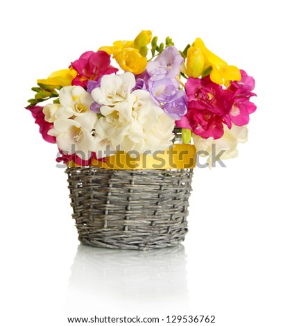 Beautiful bouquet of freesias in basket, isolated on white