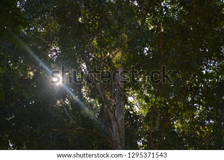sunlight leave tree