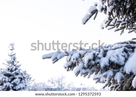 Spruce tree branches under the snow with bright winter background - Image