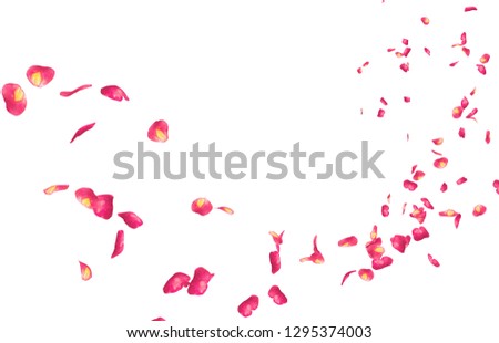 Red rose petals fly into the distance. Isolated white background Royalty-Free Stock Photo #1295374003