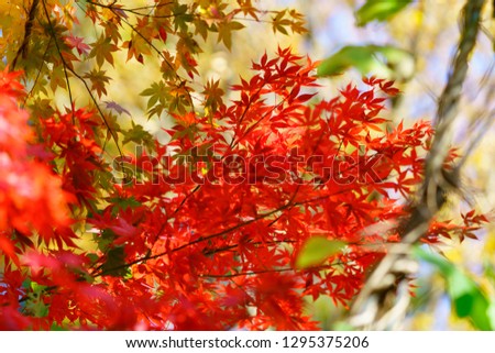 Autumn leaves Red and yellow. Nagano in JAPAN.