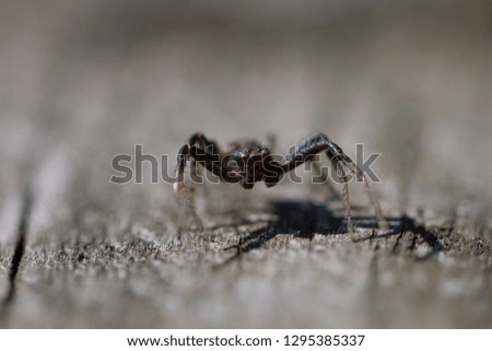 macro shot of a spider 