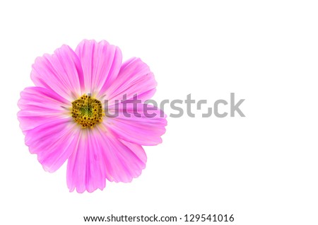 Pink Cosmos flowers on white background