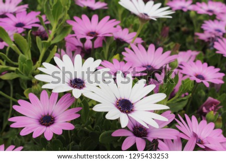 purple and white blooming flowers
