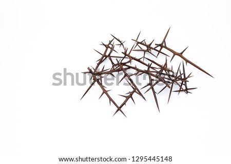 the thorns from the acacia tree on white background sharp Royalty-Free Stock Photo #1295445148