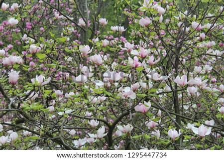 magnolias bloomed in the park