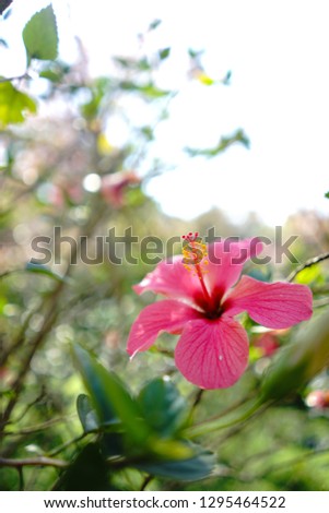 Pink hibiscus flower in the garden