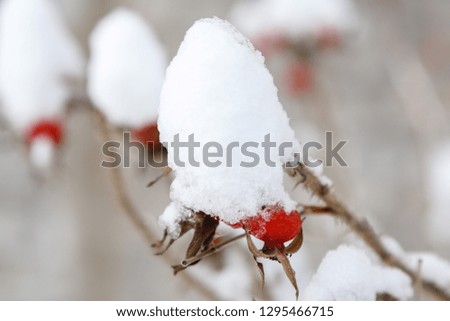 rosehip berries in the snow