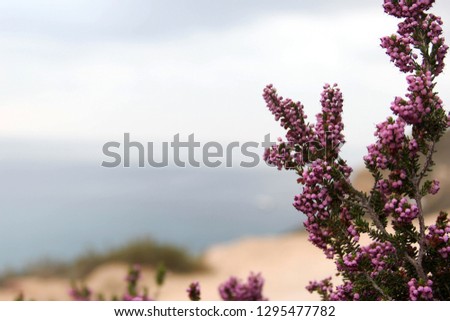 medicinal plant against the sea for text
