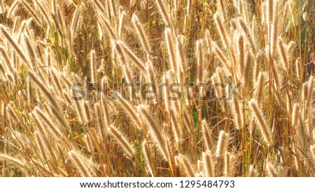 a view of full brown golden grass flowers as the good morning with sun light.