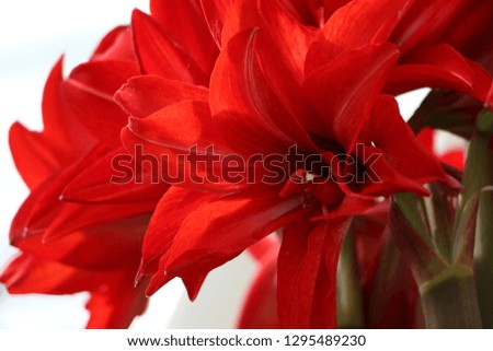 Red Amaryllis flower 