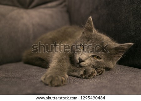 
Lovely and hairy gray kitten with yellow eyes resting on gray sofa