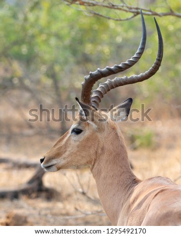 Portrait of an impala ram in the Kruger National Park in South Africa showing side profile
