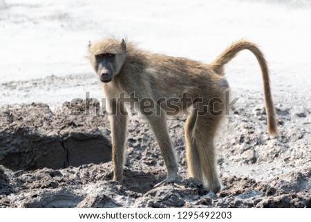 One baboon at a waterhole in the Kruger National Park in South Africa