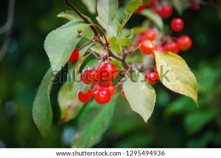 Fall Red Berries