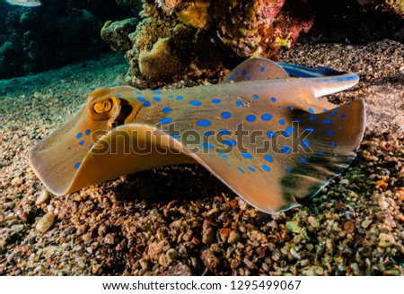 Blue spotted stingray in the Red Sea eilat israel
