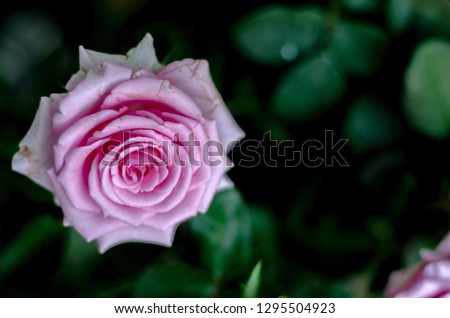 Pink roses in the morning garden.Dark green tone.Do not focus on objects.