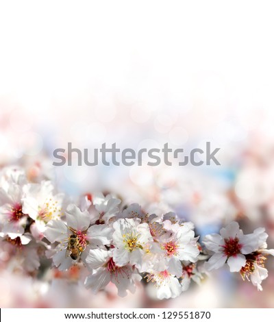 bee collecting nectar from the flowers of the peach tree on a blurred background