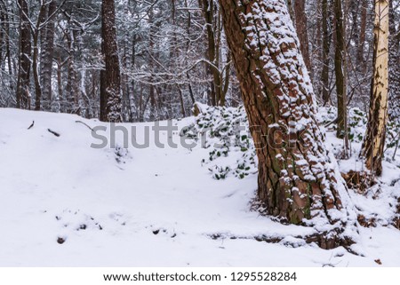 white snowy forest landscape, white hill and tree trunk covered in white snow, the dutch woods of the Netherlands